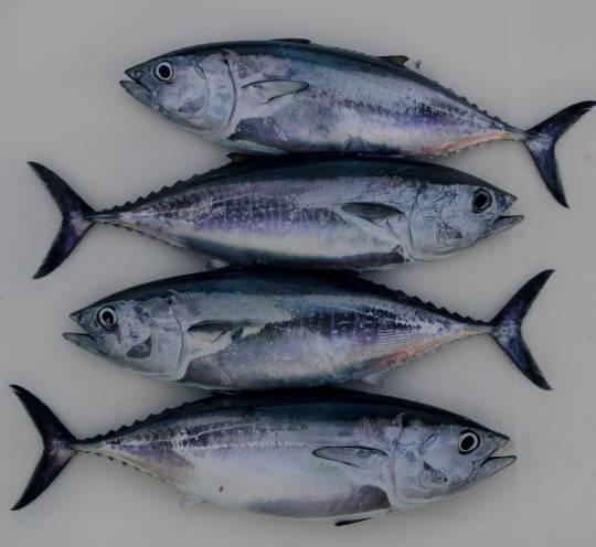 Tuna