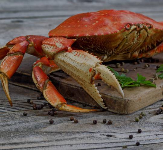Crab